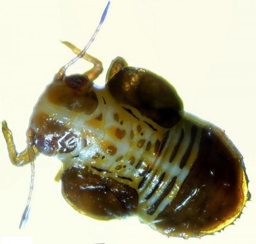 Cacopsylla sp.